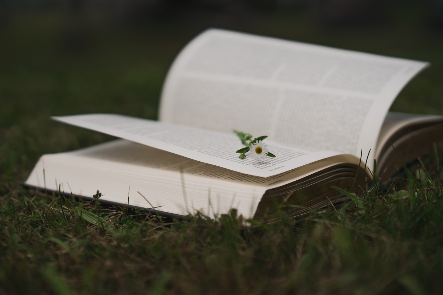 Mon été à&nbsp;rallonge